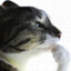 gato pensador
