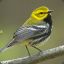 Green Warbler