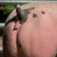Schweinearsch