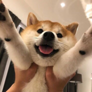 Puppy