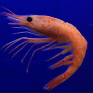 shrimpey
