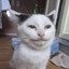 DonGatoSW9
