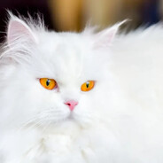 White Cat