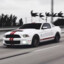White Mustang