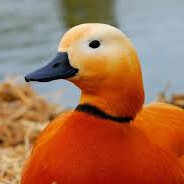 Оранжевая утка