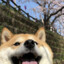 Shiboo