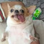 Maooo
