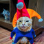 Gato Balatro