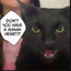 Cat Naoya Zenin