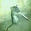 rat