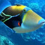 humuhumunukunukuapua'a