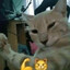 Mangy