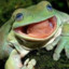 BigFrog_5