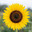 fibonacci Steam avatar