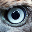 Eagle&#039; Eye