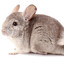 chincila