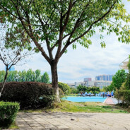 不加冰的蓝白猫