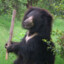 Bear With Stick