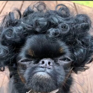 牛牛还没脾气大