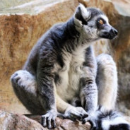 Lemur