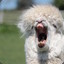 YawningLlama