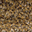 10 Thousand Bees