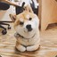 King Shibe