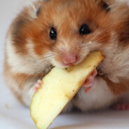 Hamster