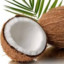 Coconut