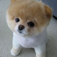 летающий хинкал