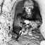 Tunnel Rat