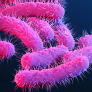 Shigella