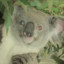Crazy Koala