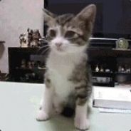 Miao