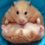 That Fat Hamster