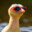 xDucky213
