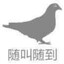 从来不鸽