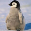 ArticPenguin