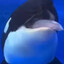 Freaky ahh orca