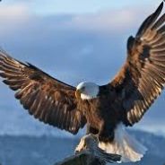Eagle
