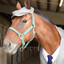 honse