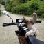 willy
