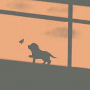 金博不知道吃什么