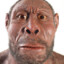 homo erectus