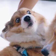 拉布拉多拉多拉布多