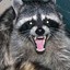 Rabid Raccoon