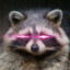 Morocco_Raccoon