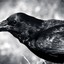 black crow