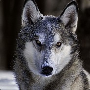 尘风丶随遇而安