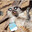 Coked up Meerkat